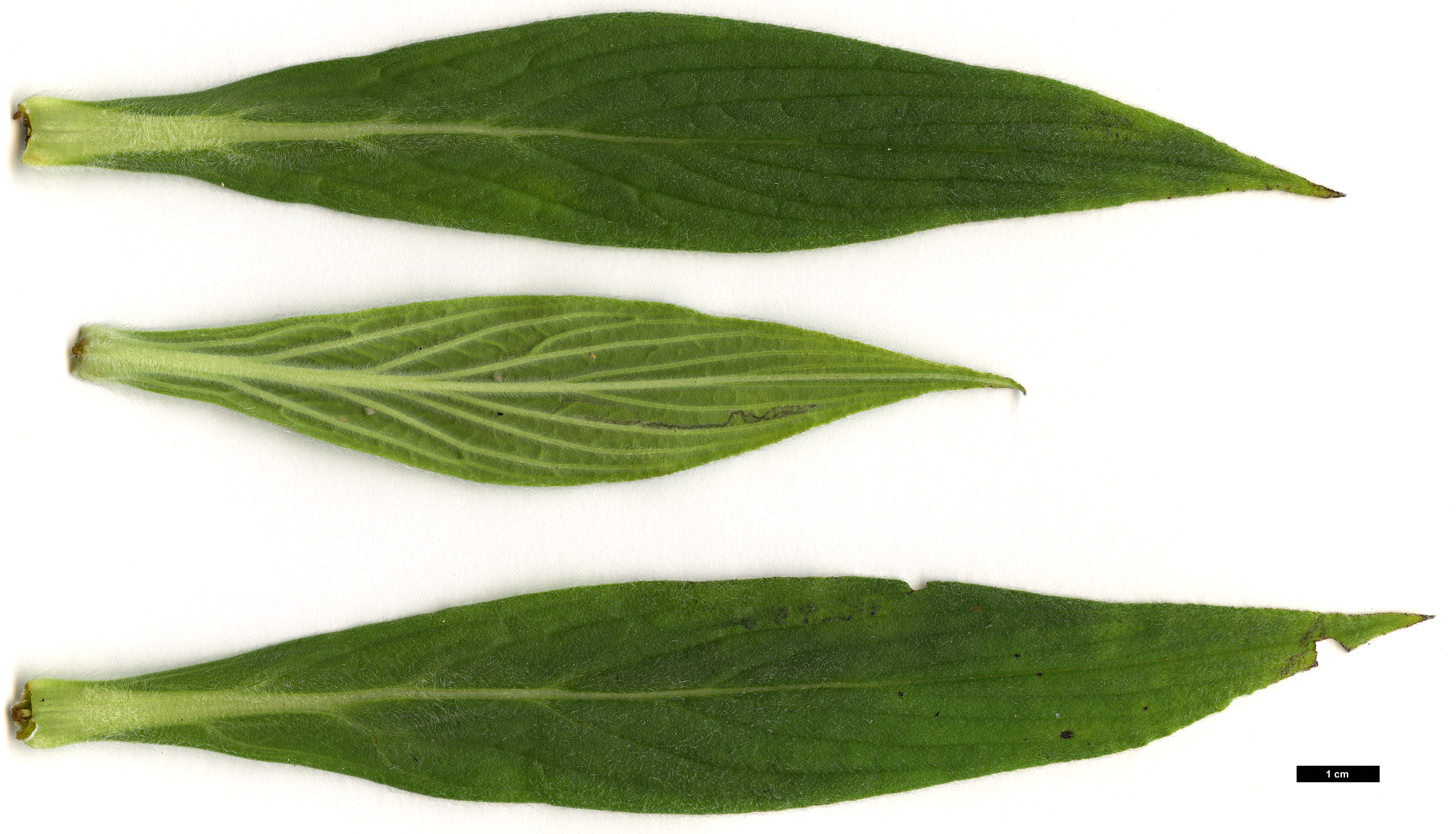 High resolution image: Family: Boraginaceae - Genus: Echium - Taxon: candicans